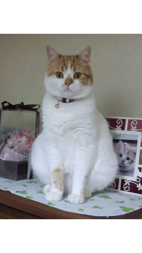 コメント179の画像