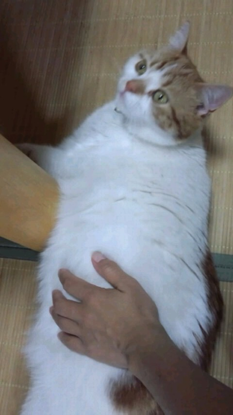 コメント220の画像