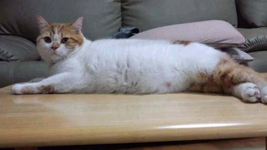 コメント222の画像