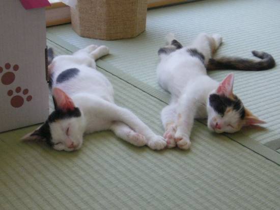 コメント123の画像