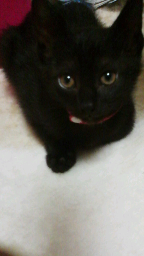 コメント131の画像