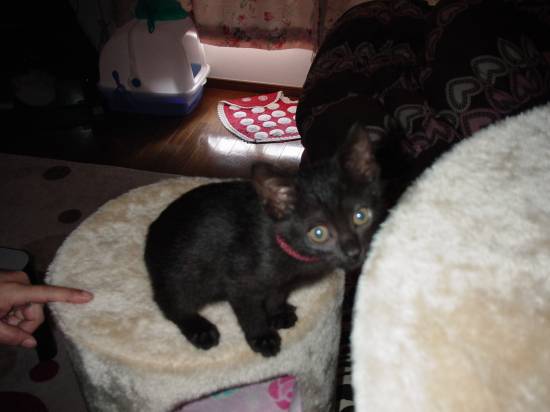 コメント135の画像