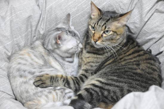 コメント127の画像