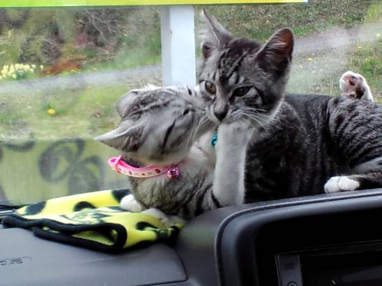 コメント133の画像