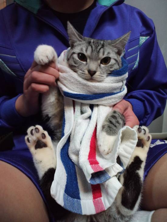 コメント177の画像