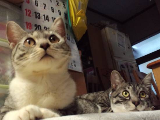 コメント182の画像