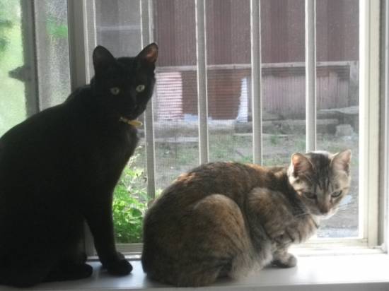 コメント146の画像