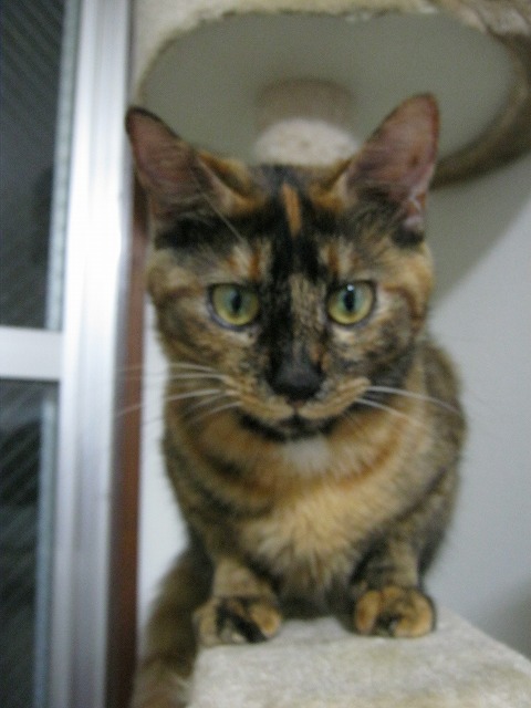 コメント157の画像