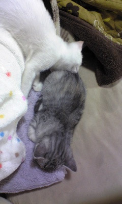 コメント175の画像