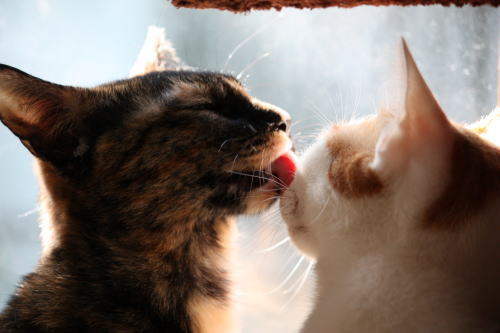 コメント168の画像