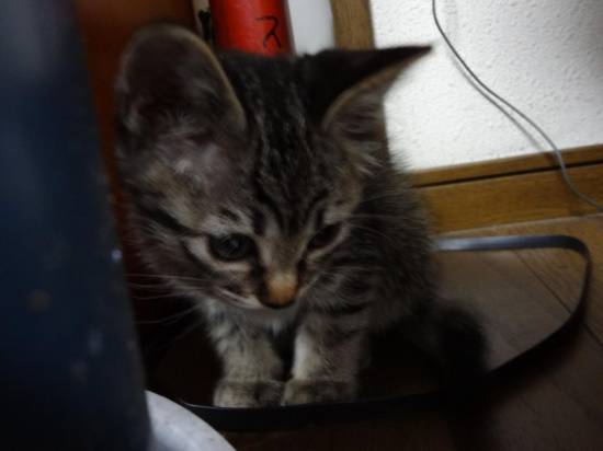 コメント184の画像