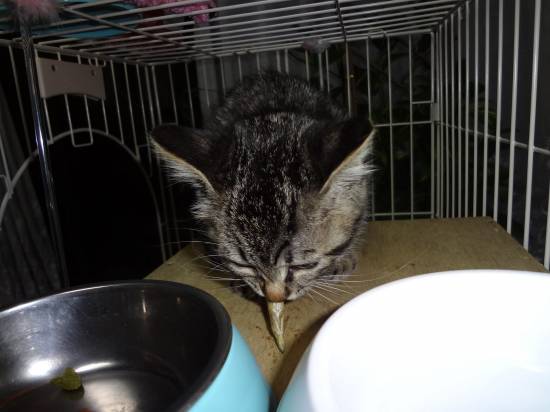 コメント186の画像