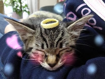 コメント233の画像