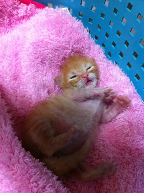 コメント209の画像