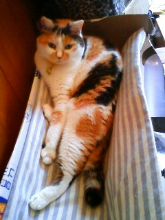 コメント198の画像