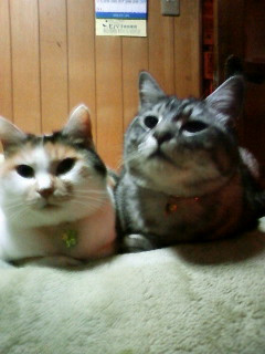 コメント201の画像