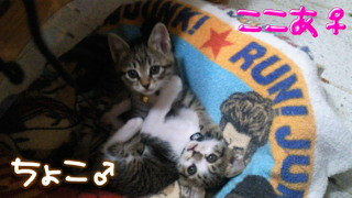 コメント202の画像