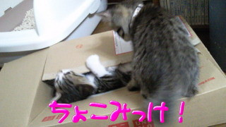 コメント205の画像