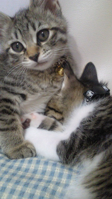 コメント210の画像