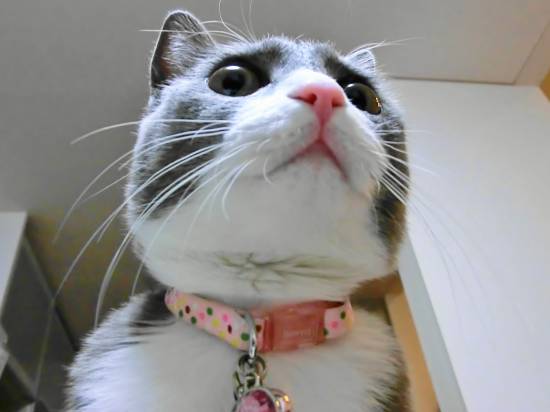 コメント265の画像