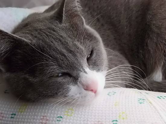 コメント271の画像