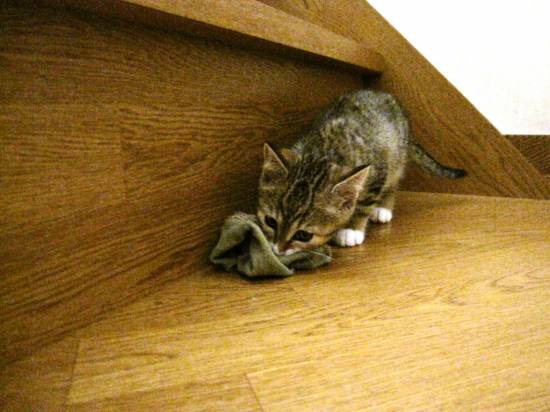 コメント218の画像