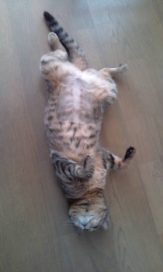 コメント224の画像