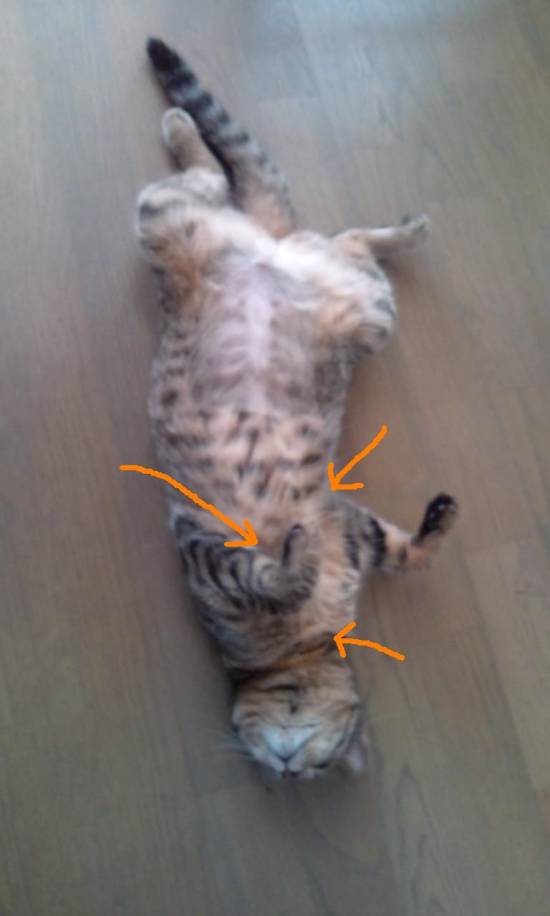 コメント228の画像