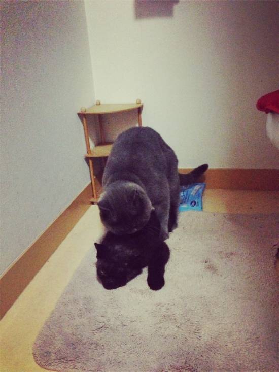 コメント305の画像