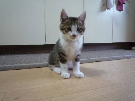 コメント249の画像