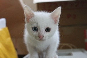 コメント251の画像