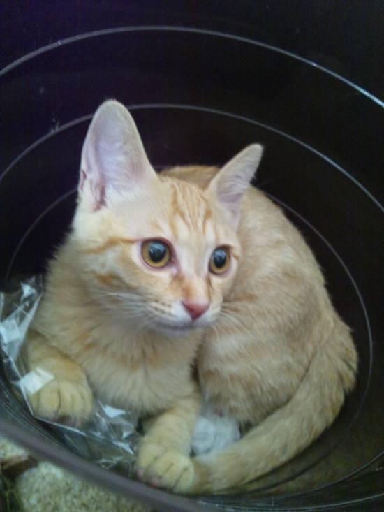 コメント240の画像