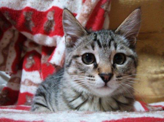 コメント245の画像