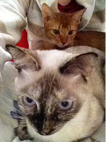 コメント253の画像