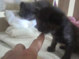 コメント269の画像