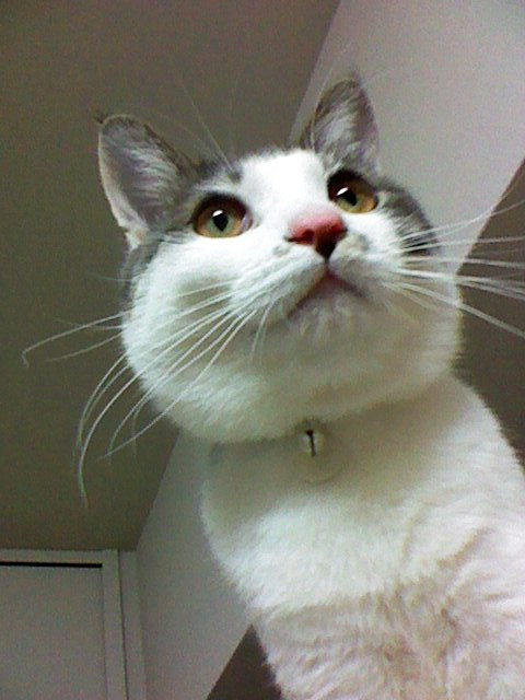 コメント277の画像