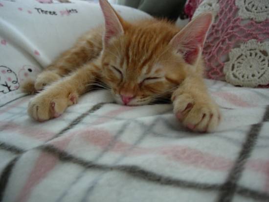 コメント290の画像