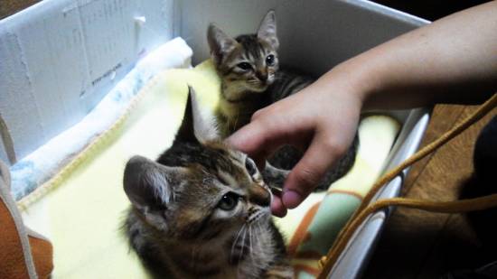 コメント295の画像