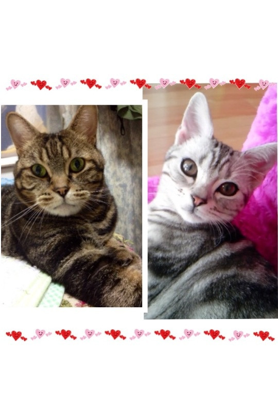 コメント310の画像