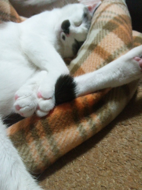 コメント311の画像