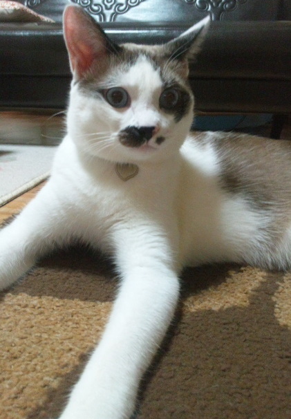 コメント315の画像