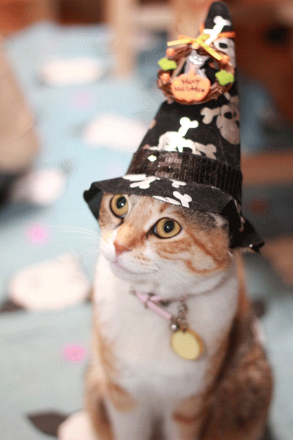 コメント165の画像