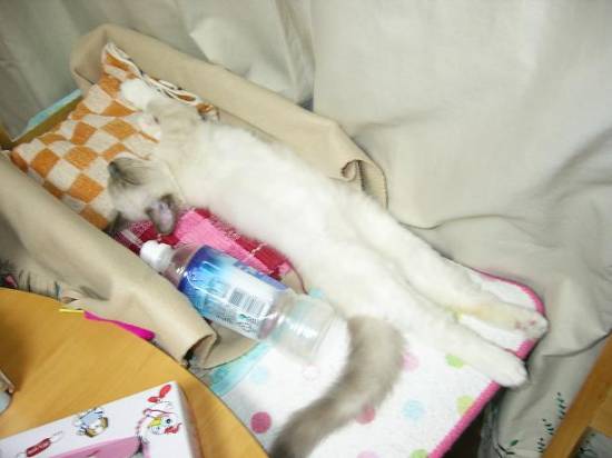 コメント155の画像