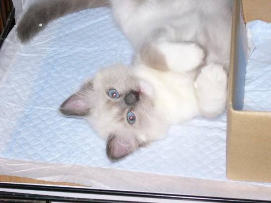 コメント158の画像