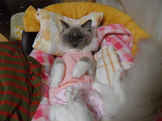 コメント183の画像