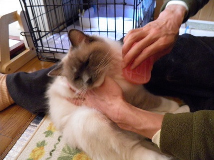 コメント185の画像