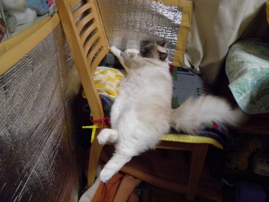 コメント196の画像