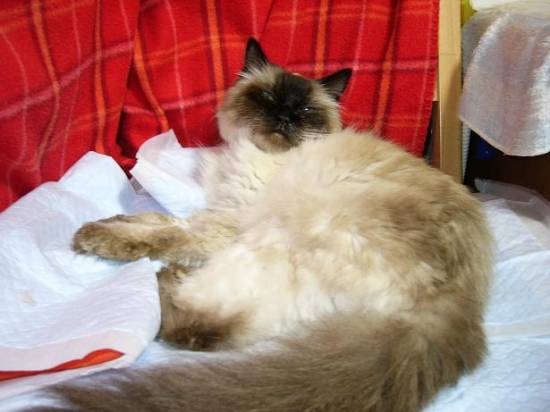 コメント199の画像