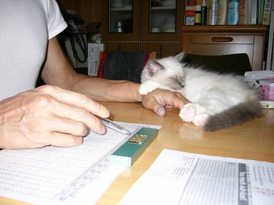 コメント204の画像