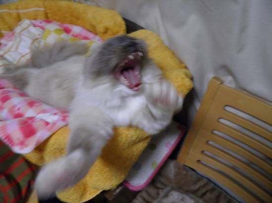 コメント212の画像